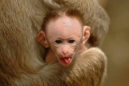 Baby monkey sticking his tongue out