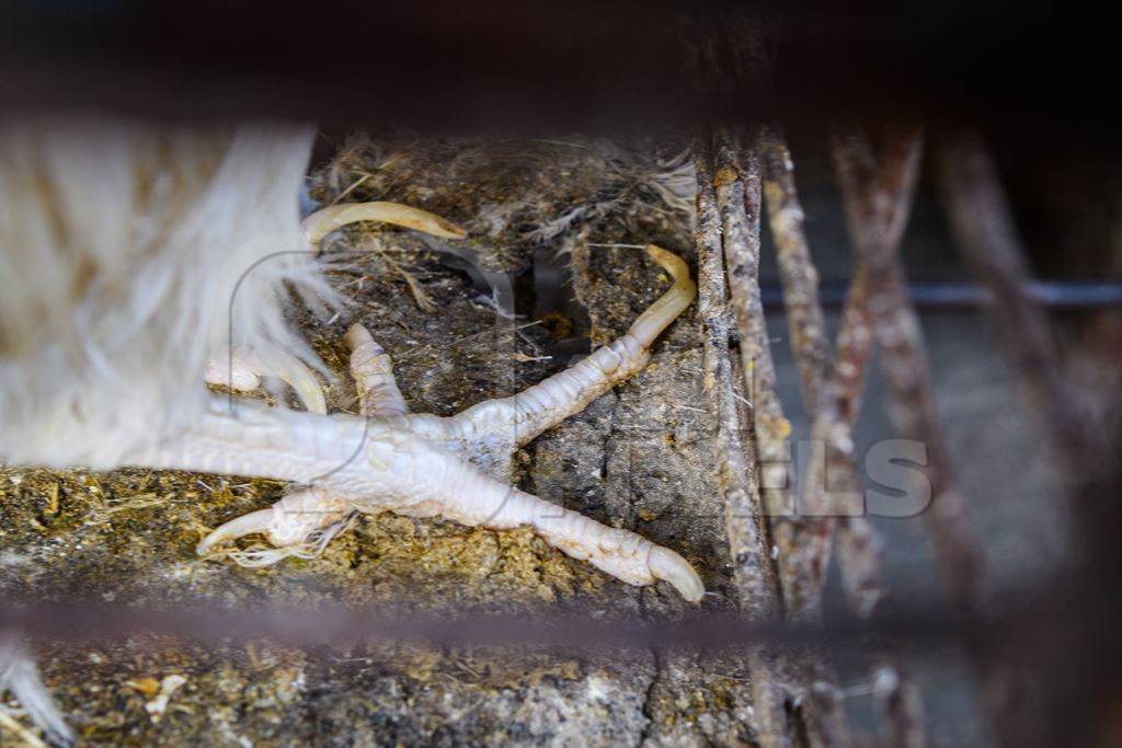 Close up of overgrown nails of Indian broiler chickens in cages outside a small chicken shop in Jaipur, India, 2022