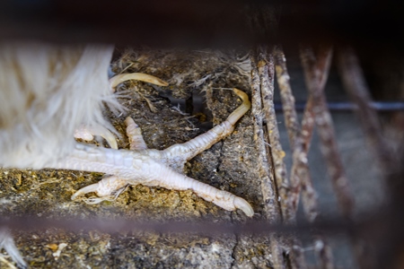 Close up of overgrown nails of Indian broiler chickens in cages outside a small chicken shop in Jaipur, India, 2022