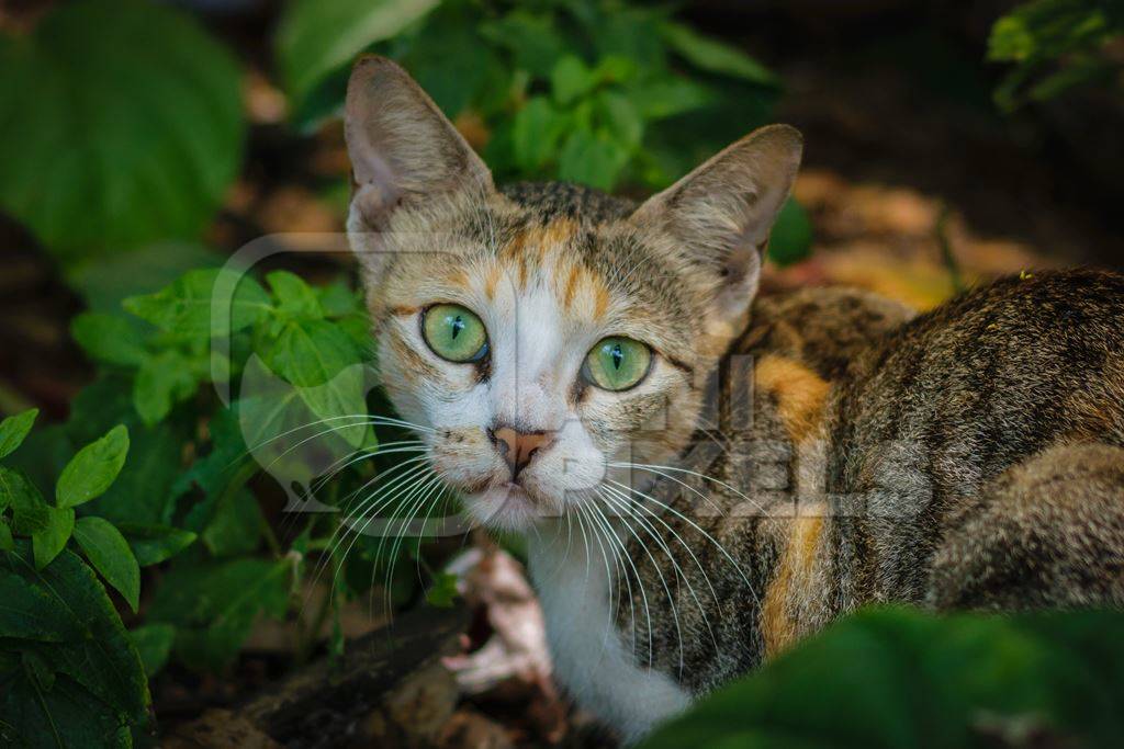 Street cat at Kochi fishing harbour in Kerala