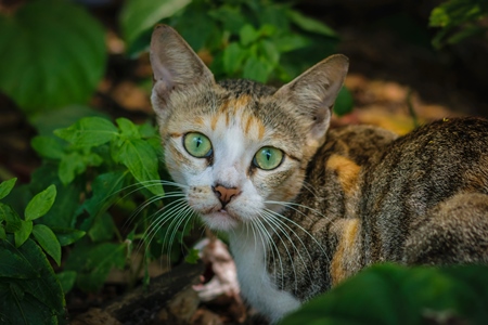 Street cat at Kochi fishing harbour in Kerala