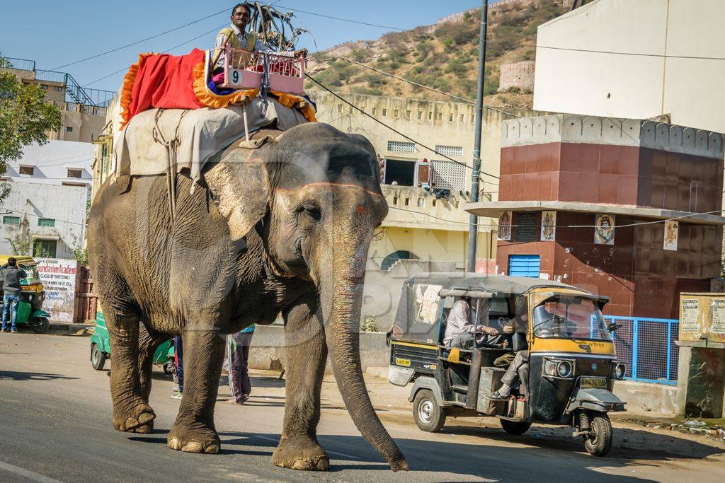 Elephant used for entertainment tourist ride walking on street in Jaipur