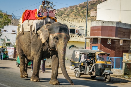 Elephant used for entertainment tourist ride walking on street in Jaipur