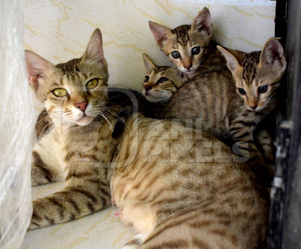 Photo of Indian cat with kittens kept as pets, India