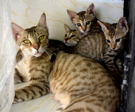 Photo of Indian cat with kittens kept as pets, India