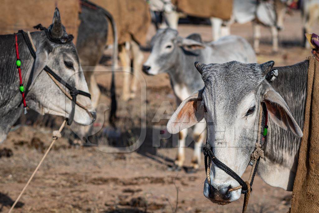 Indian cows or bullocks tied up with nose ropes and wearing blankets at Nagaur Cattle Fair, Nagaur, Rajasthan, India, 2022