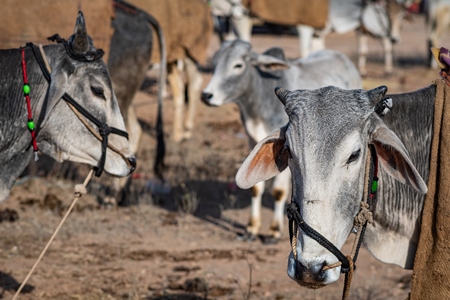 Indian cows or bullocks tied up with nose ropes and wearing blankets at Nagaur Cattle Fair, Nagaur, Rajasthan, India, 2022