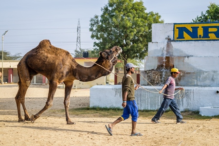Men leading a camel at the camel breeding farm at the National Research Centre on Camels in Bikaner