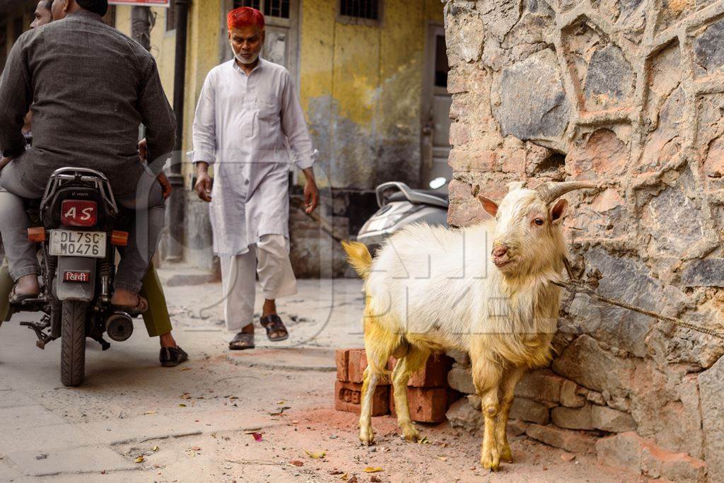 Indian goat tied up near a meat shop in Nizamuddin, Delhi, India, 2023