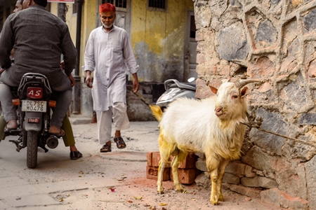 Indian goat tied up near a meat shop in Nizamuddin, Delhi, India, 2023