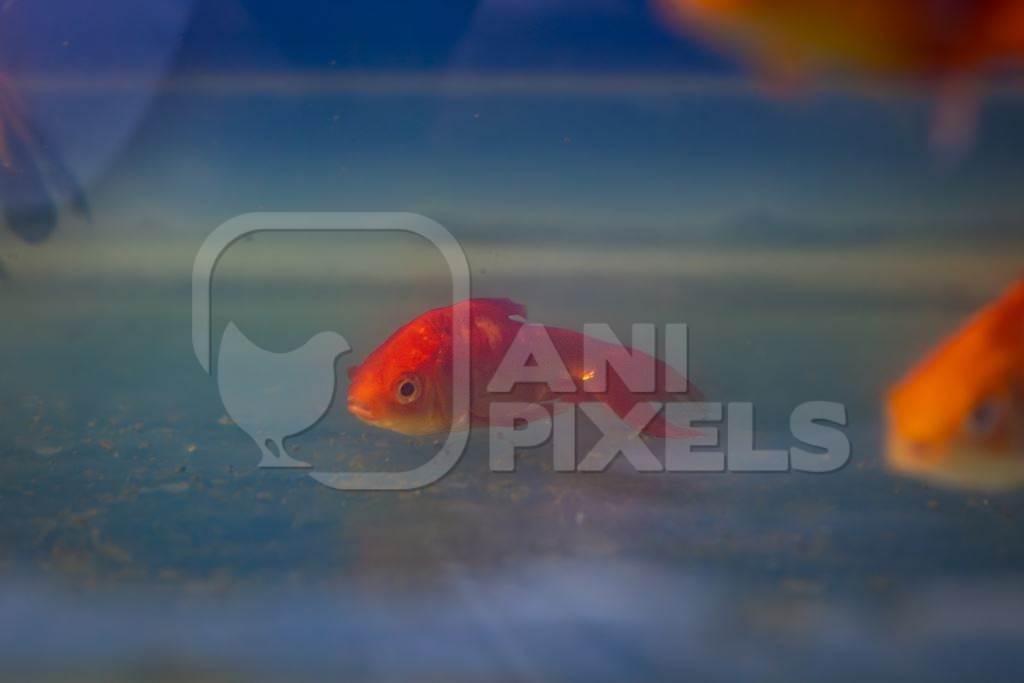 Goldfish sitting on the bottom of a tank at an underwater fish tunnel expo aquarium in Pune, Maharashtra, India, 2024