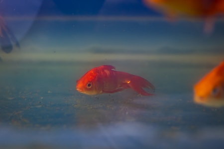 Goldfish sitting on the bottom of a tank at an underwater fish tunnel expo aquarium in Pune, Maharashtra, India, 2024