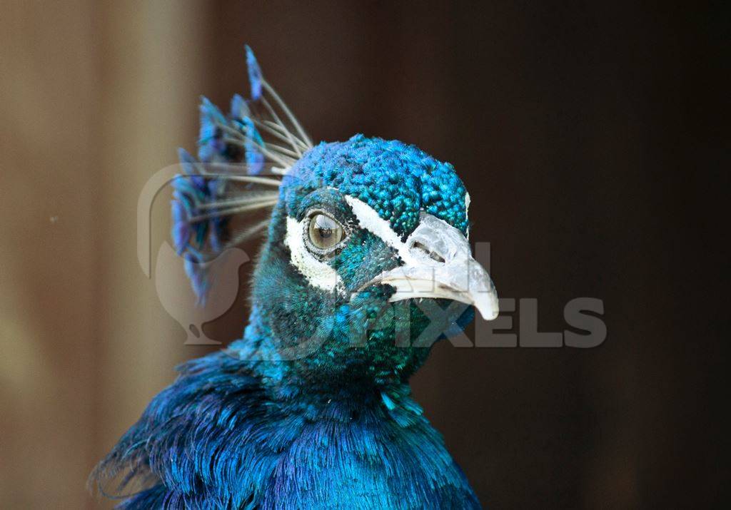 Close up of head of blue peacock