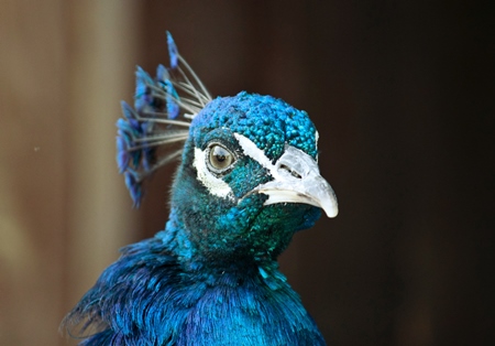 Close up of head of blue peacock