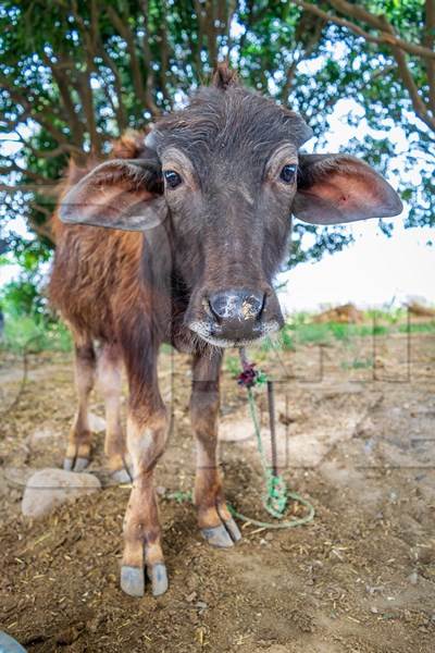 Farmed Indian buffalo calf on a buffalo dairy farm in a rural village in Uttarakhand, India, 2016