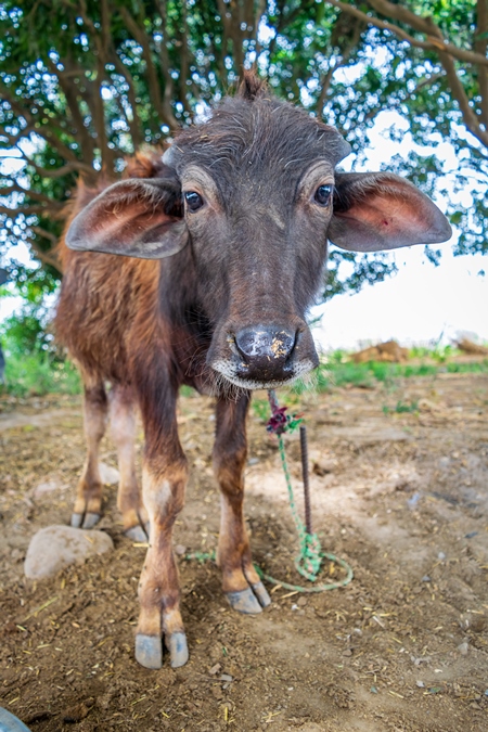 Farmed Indian buffalo calf on a buffalo dairy farm in a rural village in Uttarakhand, India, 2016