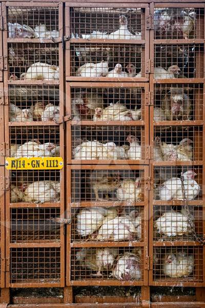Indian broiler chickens stacked in cages in a transport truck at a small chicken poultry market in Jaipur, India, 2022