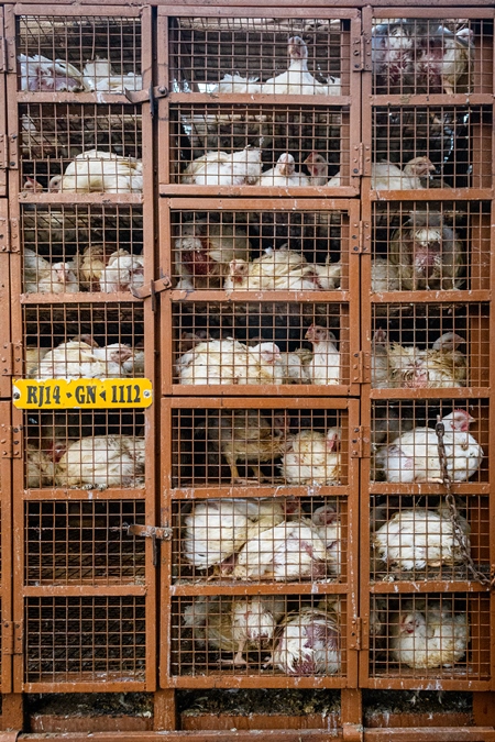 Indian broiler chickens stacked in cages in a transport truck at a small chicken poultry market in Jaipur, India, 2022