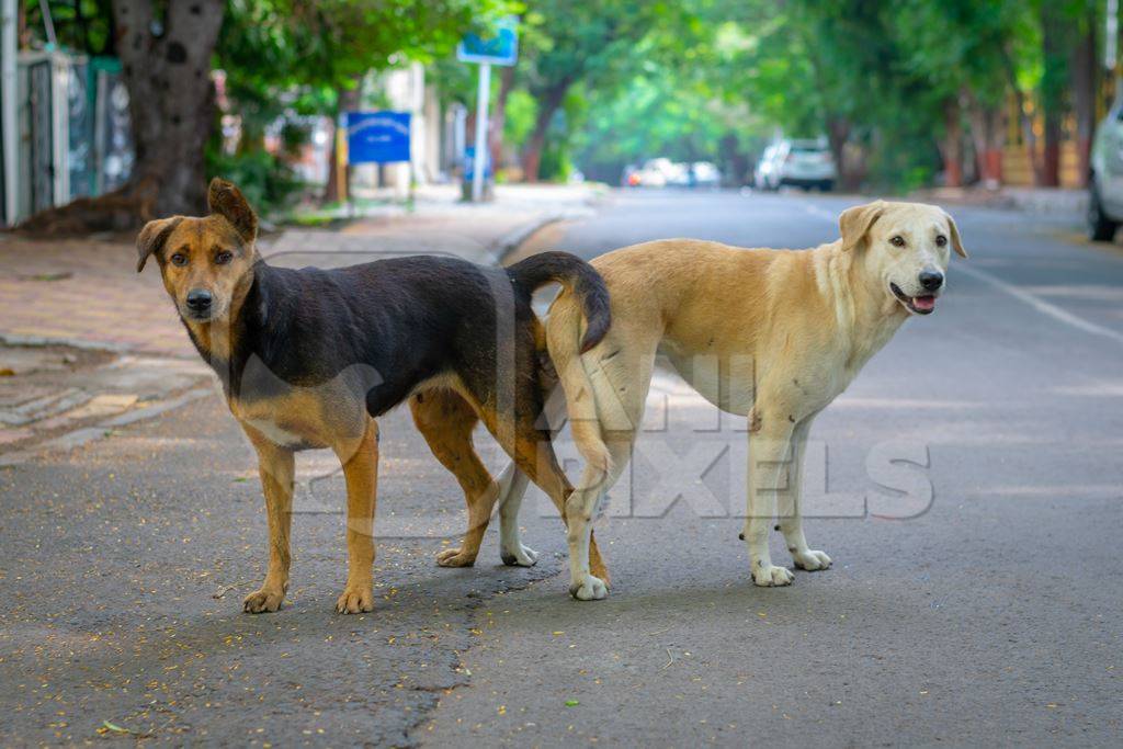 Indian street or stray dogs mating in a tie in the road in an urban city in Maharashtra in India