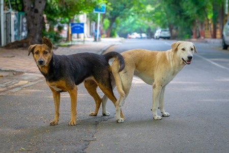 Indian street or stray dogs mating in a tie in the road in an urban city in Maharashtra in India