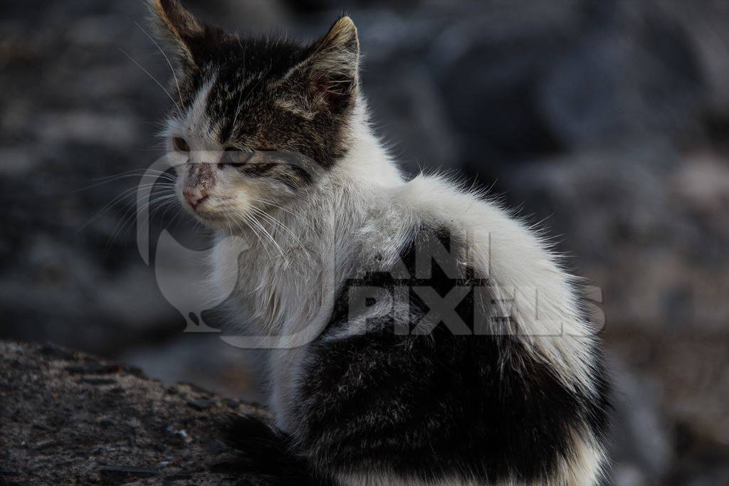 Sad black and white street kitten