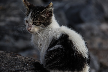 Sad black and white street kitten