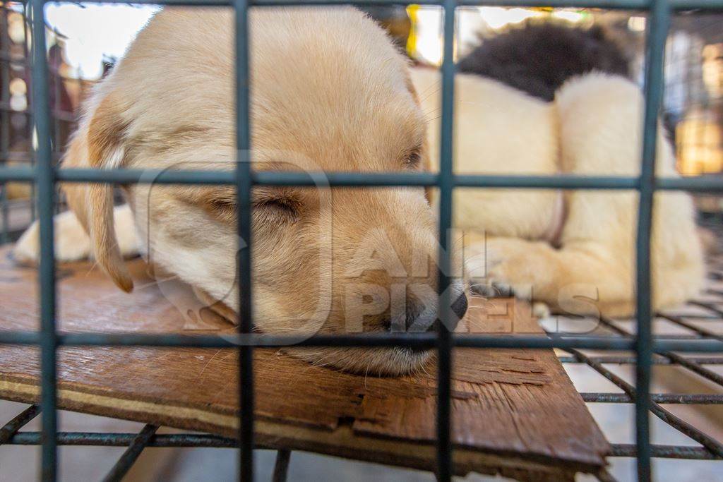 Pedigree labrador breed puppy on sale as a pet in a small cage at Crawford pet market in Mumbai