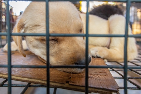 Pedigree labrador breed puppy on sale as a pet in a small cage at Crawford pet market in Mumbai