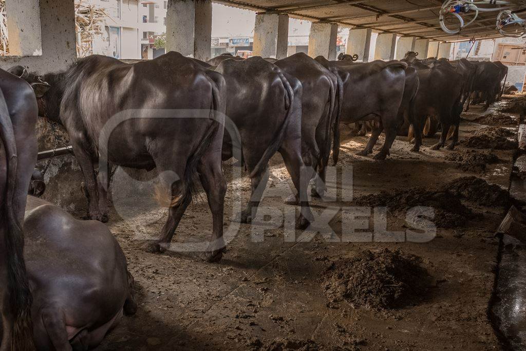 A line of buffaloes kept chained in a very dark and dirty buffalo shed at an urban dairy in a city in Maharashtra