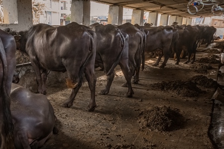 A line of buffaloes kept chained in a very dark and dirty buffalo shed at an urban dairy in a city in Maharashtra