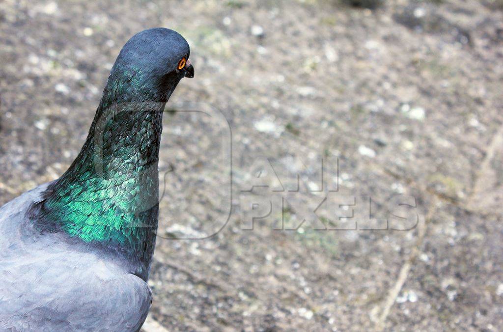 Head of pigeon with green neck