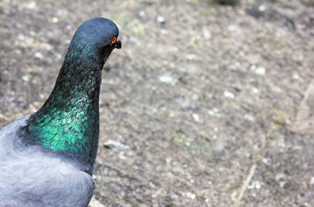 Head of pigeon with green neck