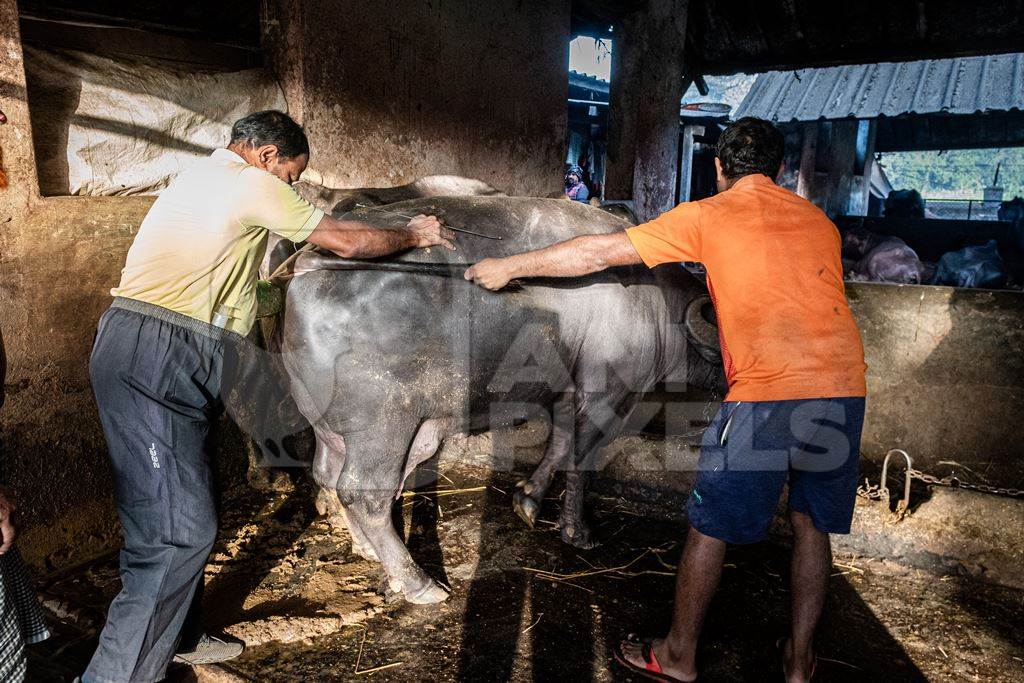 A farm worker and a veterinarian check a buffalo for pregnancy on an urban dairy farm or tabela, Aarey milk colony, Mumbai, India, 2023