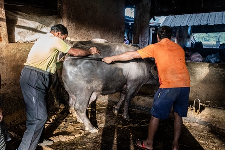 A farm worker and a veterinarian check a buffalo for pregnancy on an urban dairy farm or tabela, Aarey milk colony, Mumbai, India, 2023