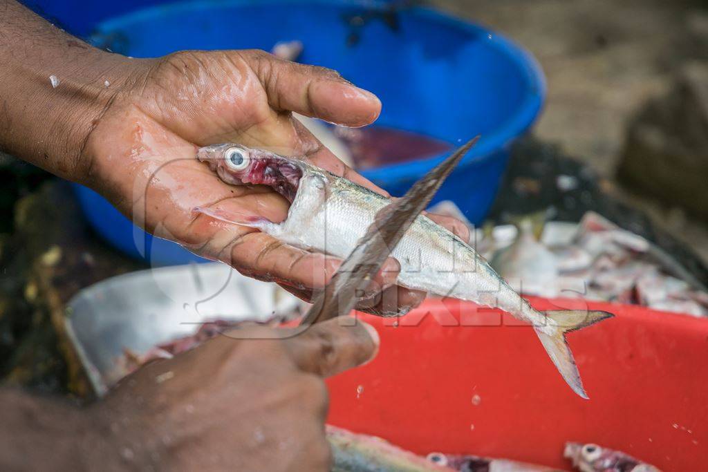 Man holding dead fish in hand and cutting off scales with knife