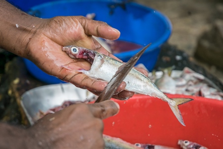 Man holding dead fish in hand and cutting off scales with knife