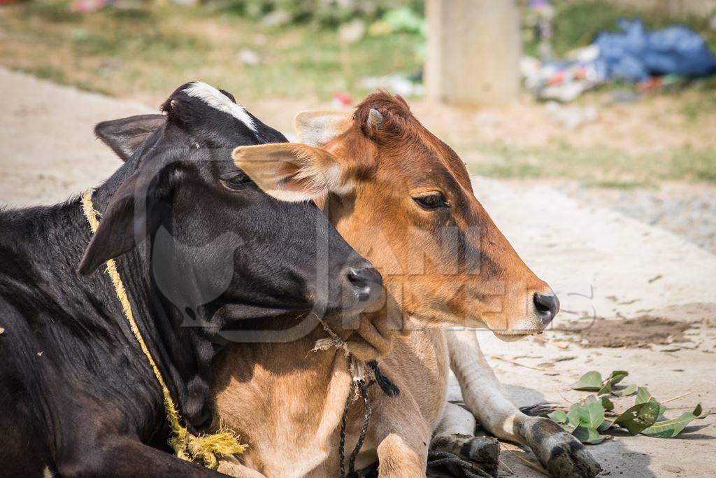 Two cows lying down next to each other in street in rural town