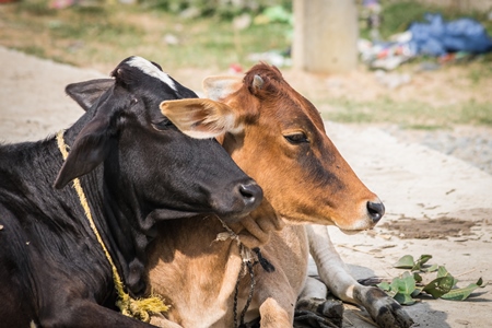 Two cows lying down next to each other in street in rural town