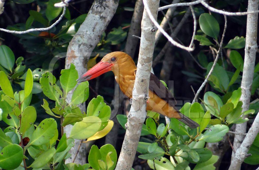 Brown winged kingfisher sitting in a tree