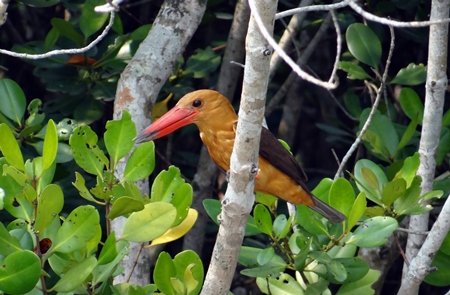 Brown winged kingfisher sitting in a tree