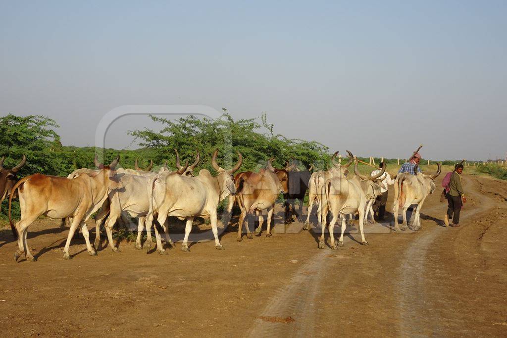 Herd of cattle being transported on foot