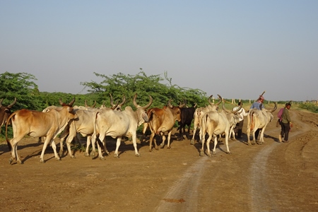 Herd of cattle being transported on foot