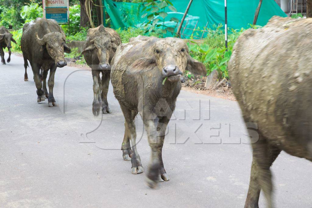 Herd of buffaloes walking along the street in Goa