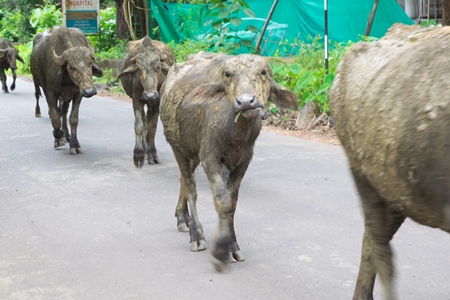 Herd of buffaloes walking along the street in Goa