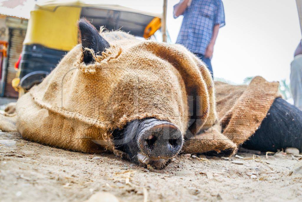 Pig tied up in sack on sale for meat at the weekly animal market