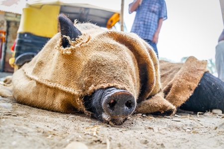 Pig tied up in sack on sale for meat at the weekly animal market