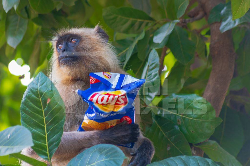 Indian gray or hanuman langur monkey eating discarded human junk food in the wild in Rajasthan in India