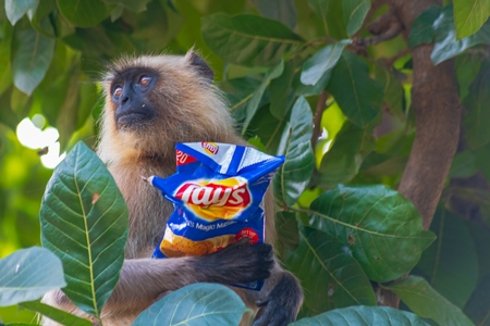 Indian gray or hanuman langur monkey eating discarded human junk food in the wild in Rajasthan in India