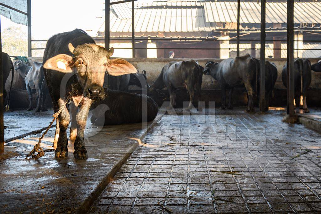 Farmed Indian buffalo calf tied up inside a large concrete shed on an urban dairy farm or tabela, Aarey milk colony, Mumbai, India, 2023