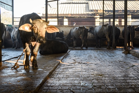 Farmed Indian buffalo calf tied up inside a large concrete shed on an urban dairy farm or tabela, Aarey milk colony, Mumbai, India, 2023